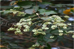 Combretum roxburghii